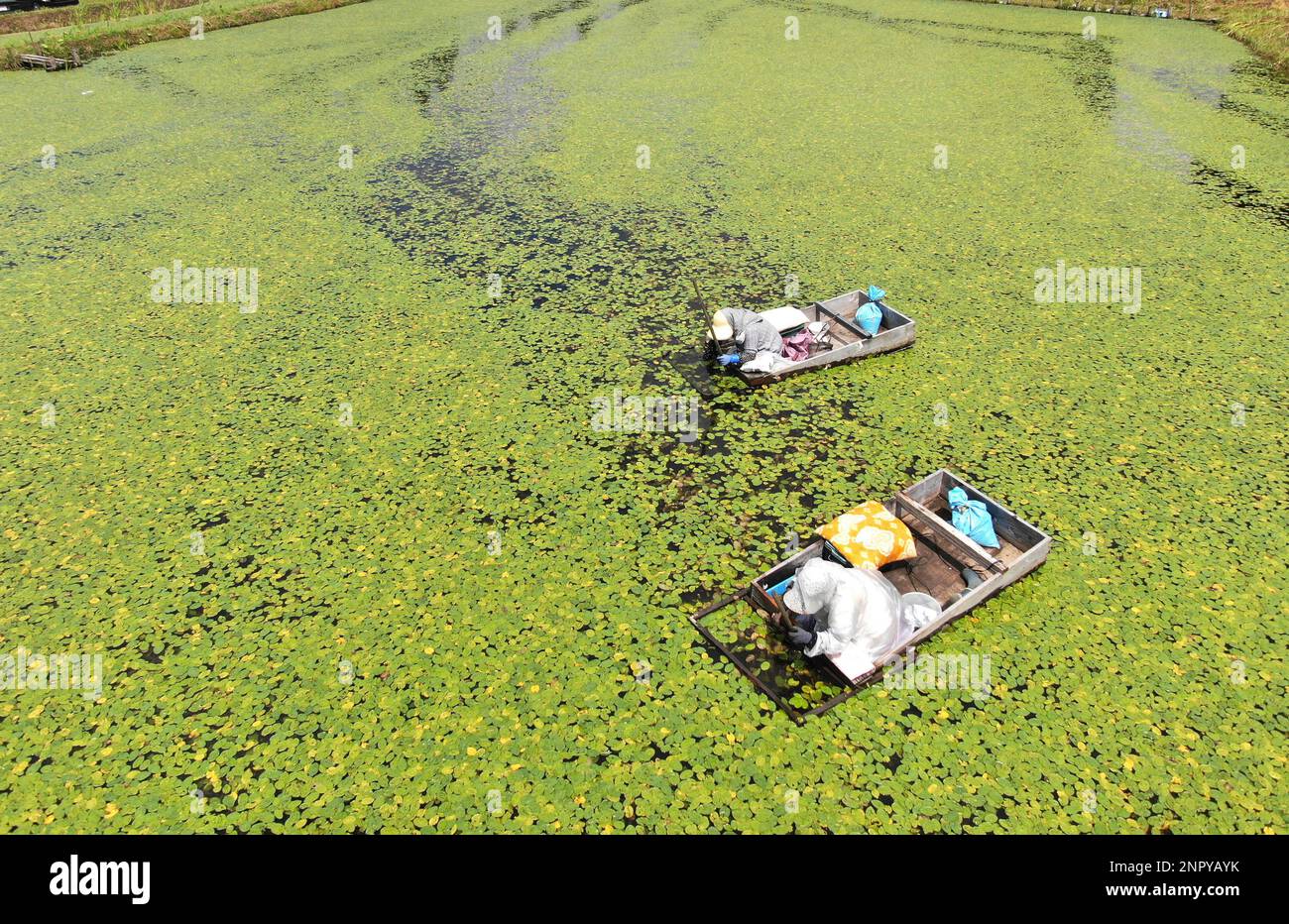 Farmers gather water shield (brasenia schreberi, junsai in Japanese) at a pond in Mitane Town, Akita Prefecture, North-Eastern Japan on June 15, 2020. Farm people picked the edible buds by hand one by one from wooden box-shaped boats, finding the buds hidden under large leaves that spread out like a green carpet. The town of Mitane Town boasts the nation's largest production of junsai. ( The Yomiuri Shimbun via AP Images ) Stockfoto