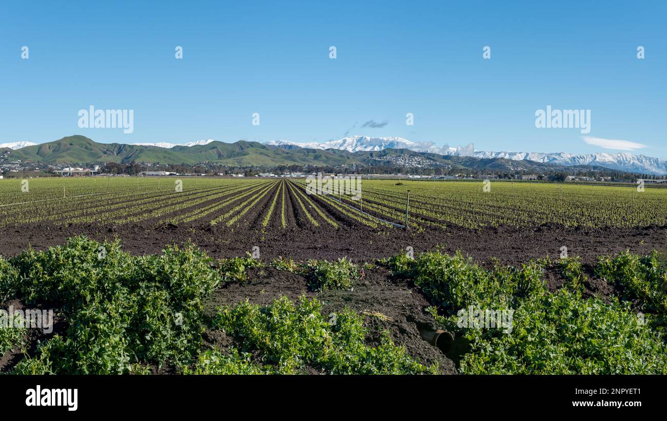 Symetrische Reihen von Erdbeeren, die auf landwirtschaftlichen Feldern mit schneebedeckten Hügeln in fernen Hügeln über Ventura gepflanzt werden. Stockfoto