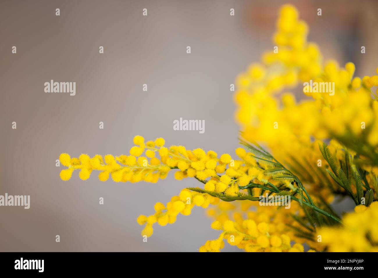 Grauer brauner abstrakter Hintergrund, Zweige einer gelben, gesättigten Mimosa. Akazienblumen. Glückwunschkarte zum Feiertag leer. Frühling. C Stockfoto