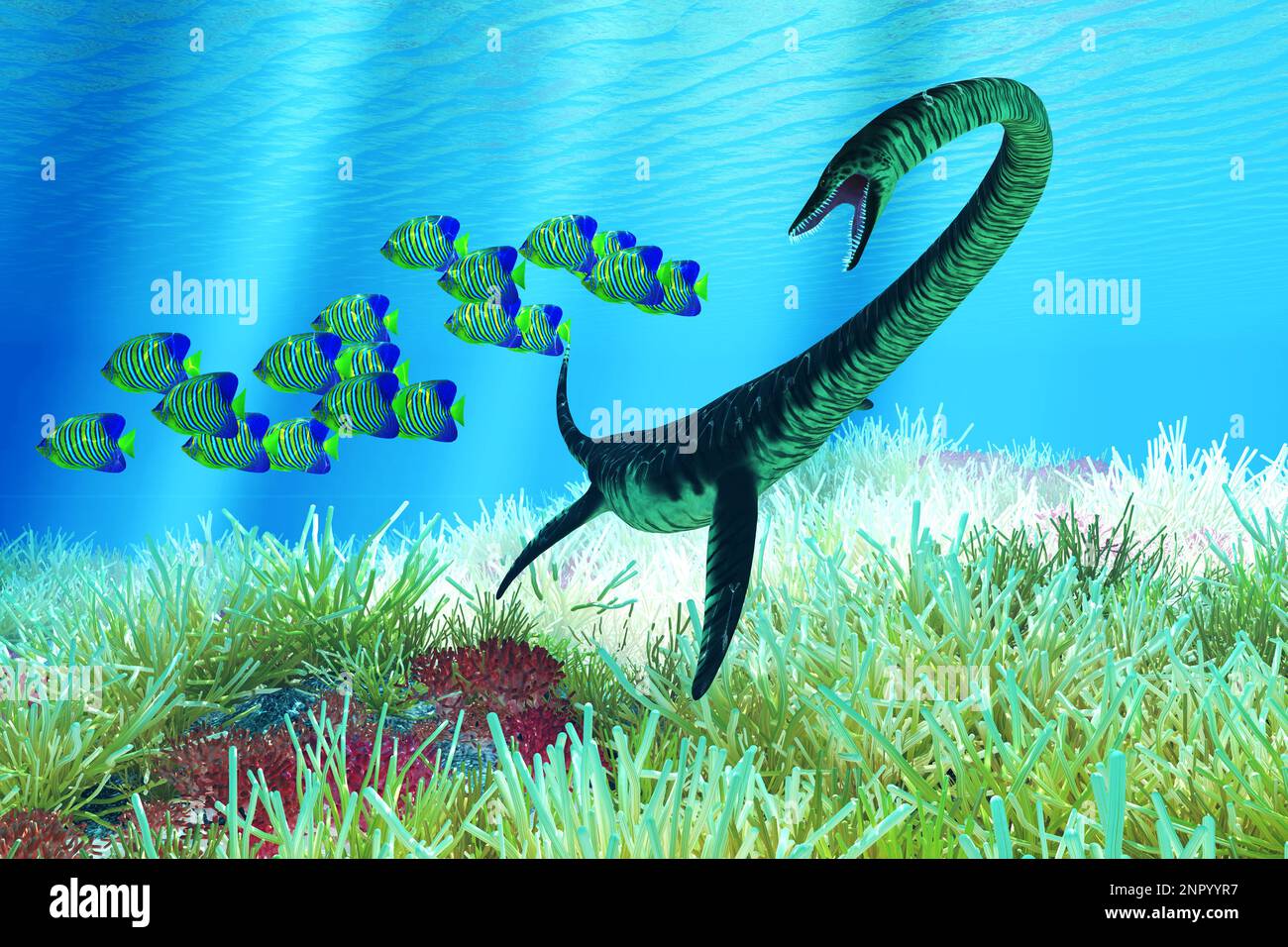 Eine Schule der Königlichen Engelsfische schwimmt zur Sicherheit, wenn ein Elasmosaurus am Riff auftaucht. Stockfoto