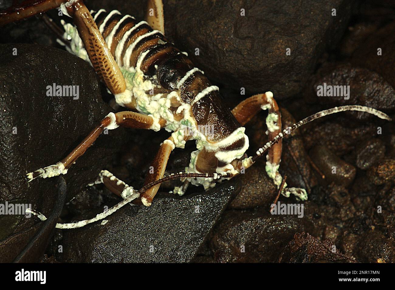 Wellington Tree weta mit Puderzucker-Pilz infiziert Stockfoto