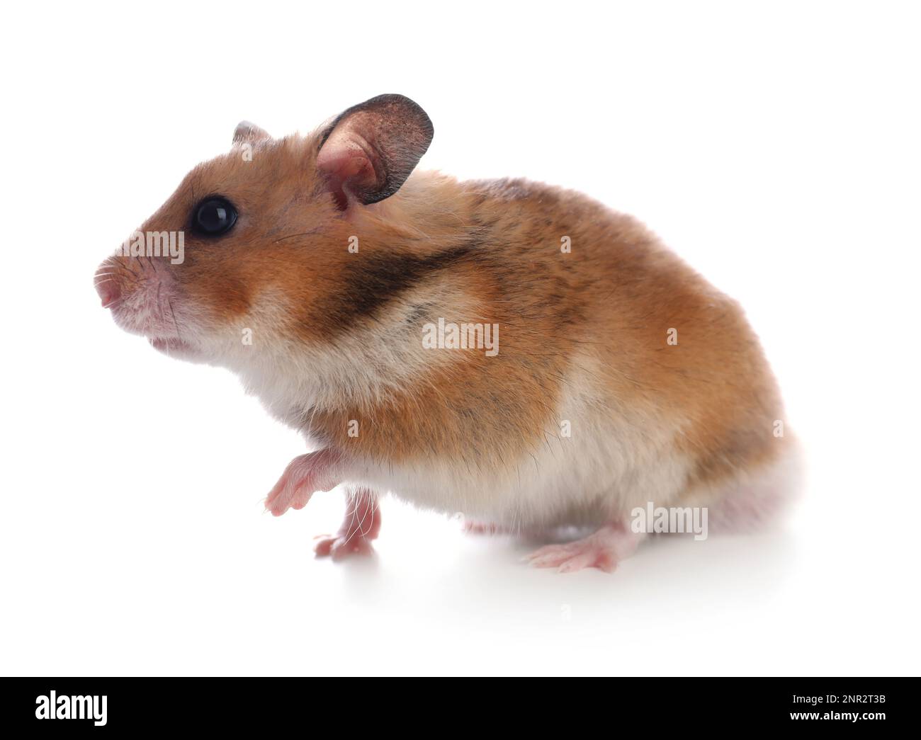 Süßer Hamster auf weißem Hintergrund. Hübsches Haustier Stockfoto