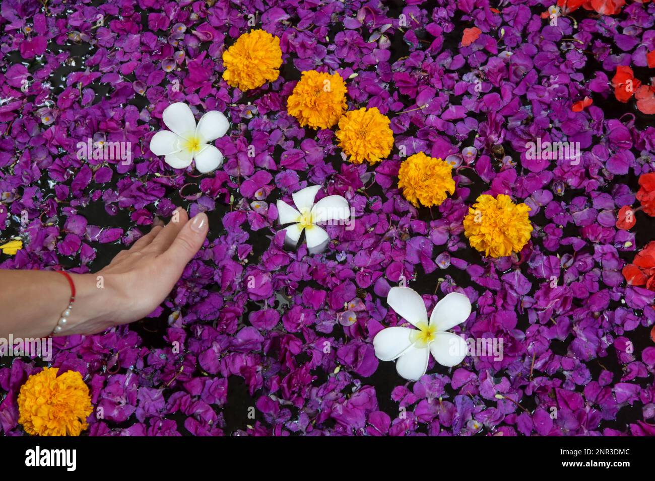 Frangipani-Blüten und Blumen in der Badewanne, Spa-Wochenende, Wohlbefinden, Körperpflege und Schönheitskonzept Stockfoto