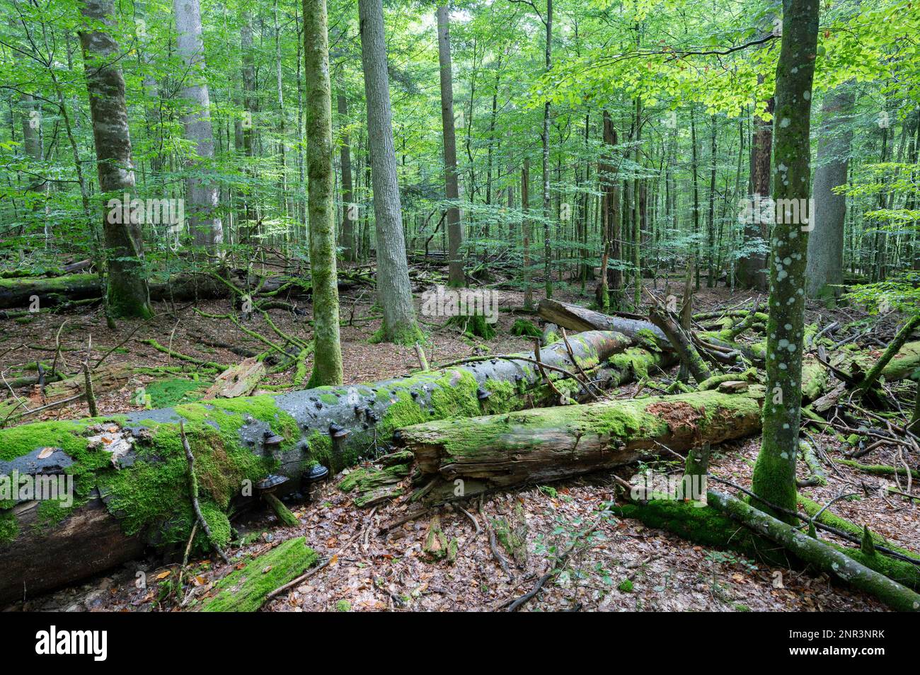 Fast natürliche Mischwälder, tote Rotbuche (Fagus sylvatica) und europäische Fichte (Picea abies) mit Moos und Pilzen überwuchert, Totholz, Bayerisch Stockfoto