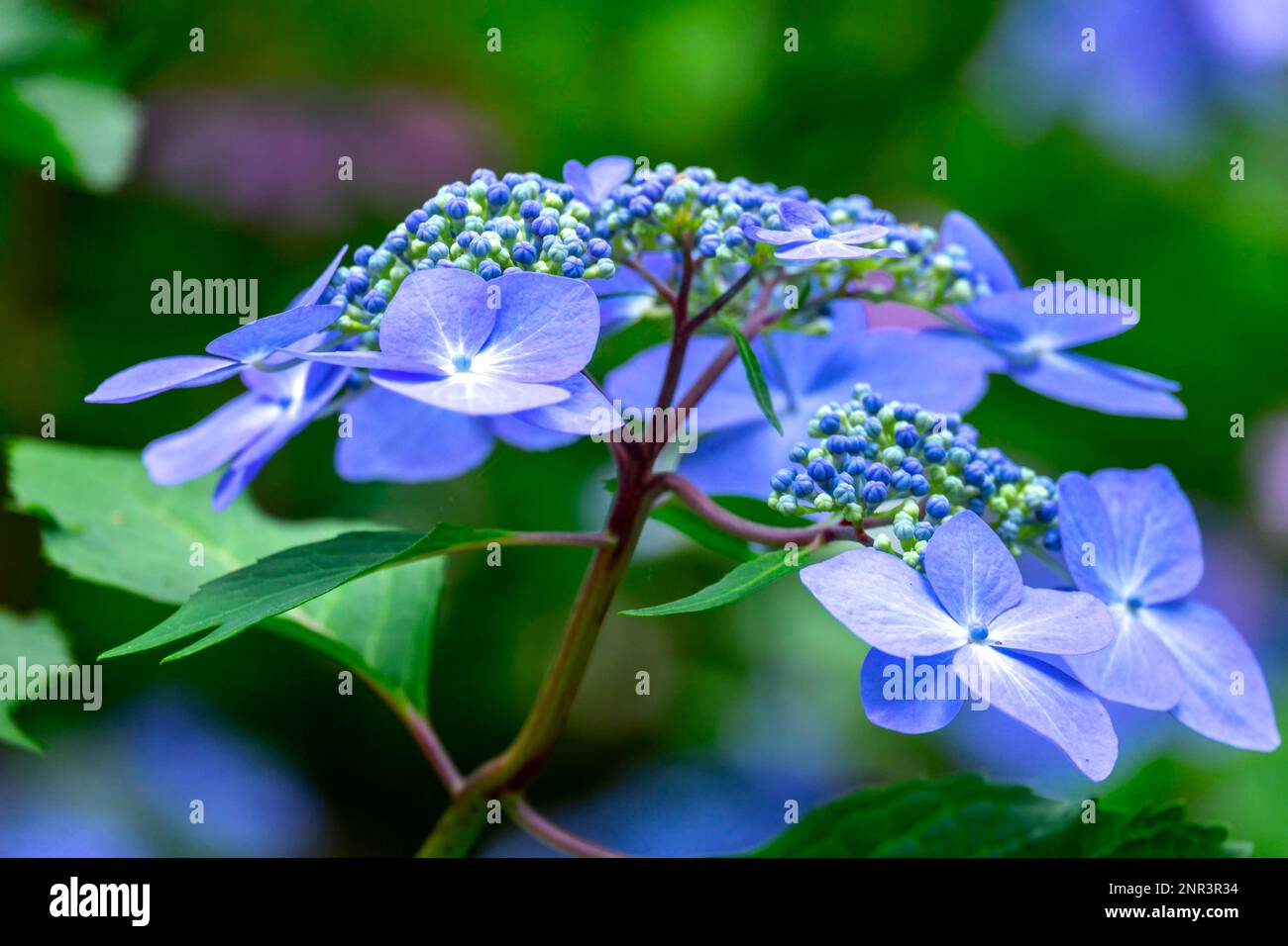 Blaue Hortensia (Hortensie) Stockfoto