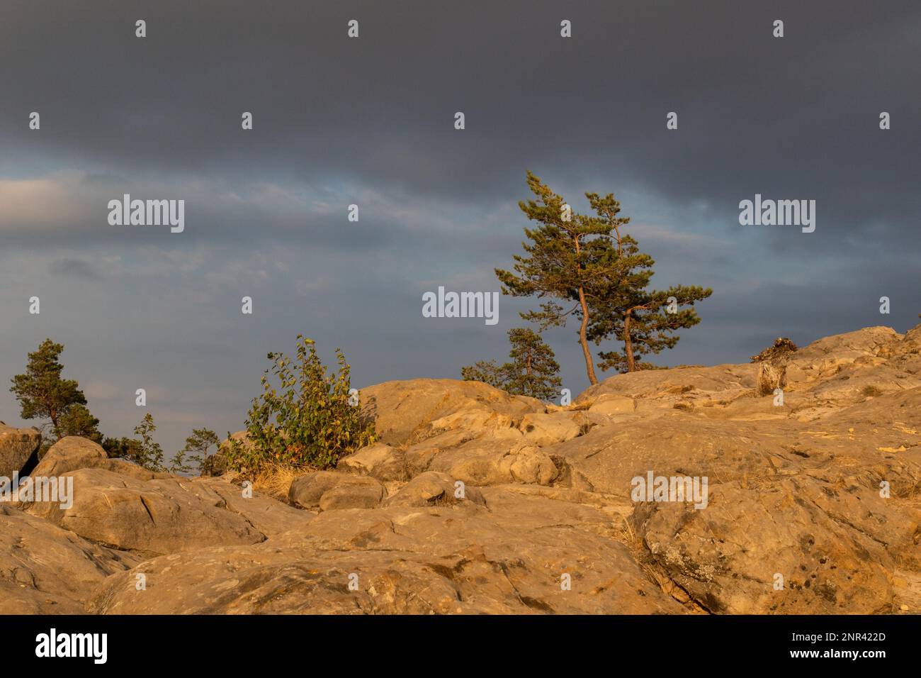 Herbstlichtstimmung im Teufelsmauer im Harzgebirge Stockfoto