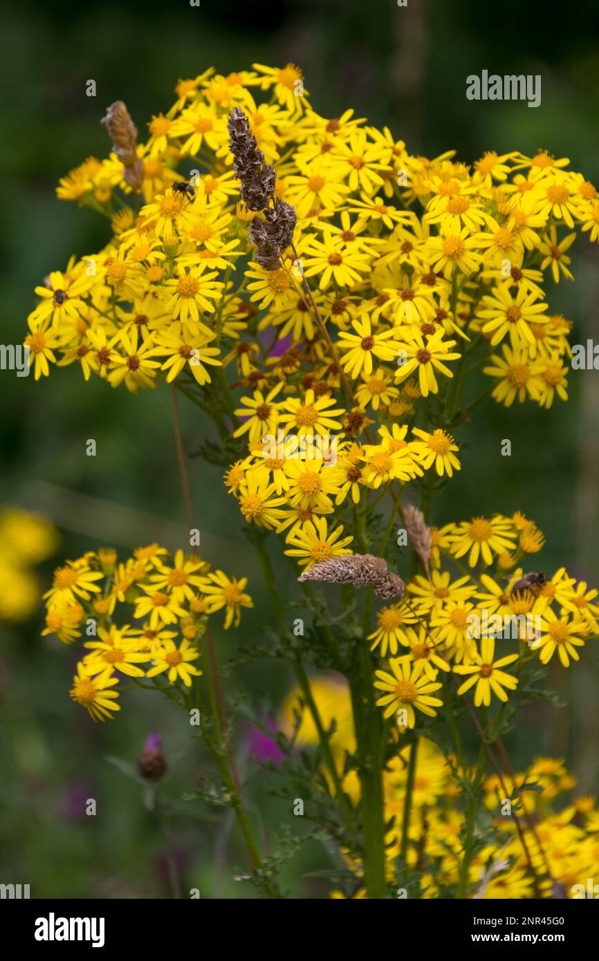 Common Ragwort (Maculata vulgaris) Blüte in der Nähe von Ardingly Reservoir in Sussex Stockfoto