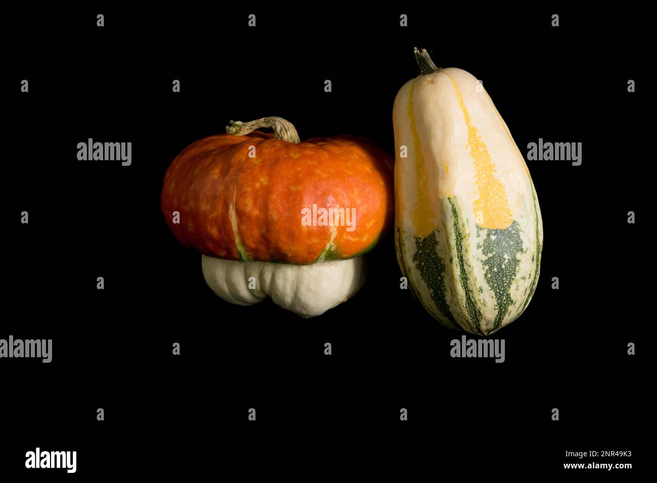 Farbenfroher Kürbis auf schwarzem Hintergrund. Im Studio Stockfoto