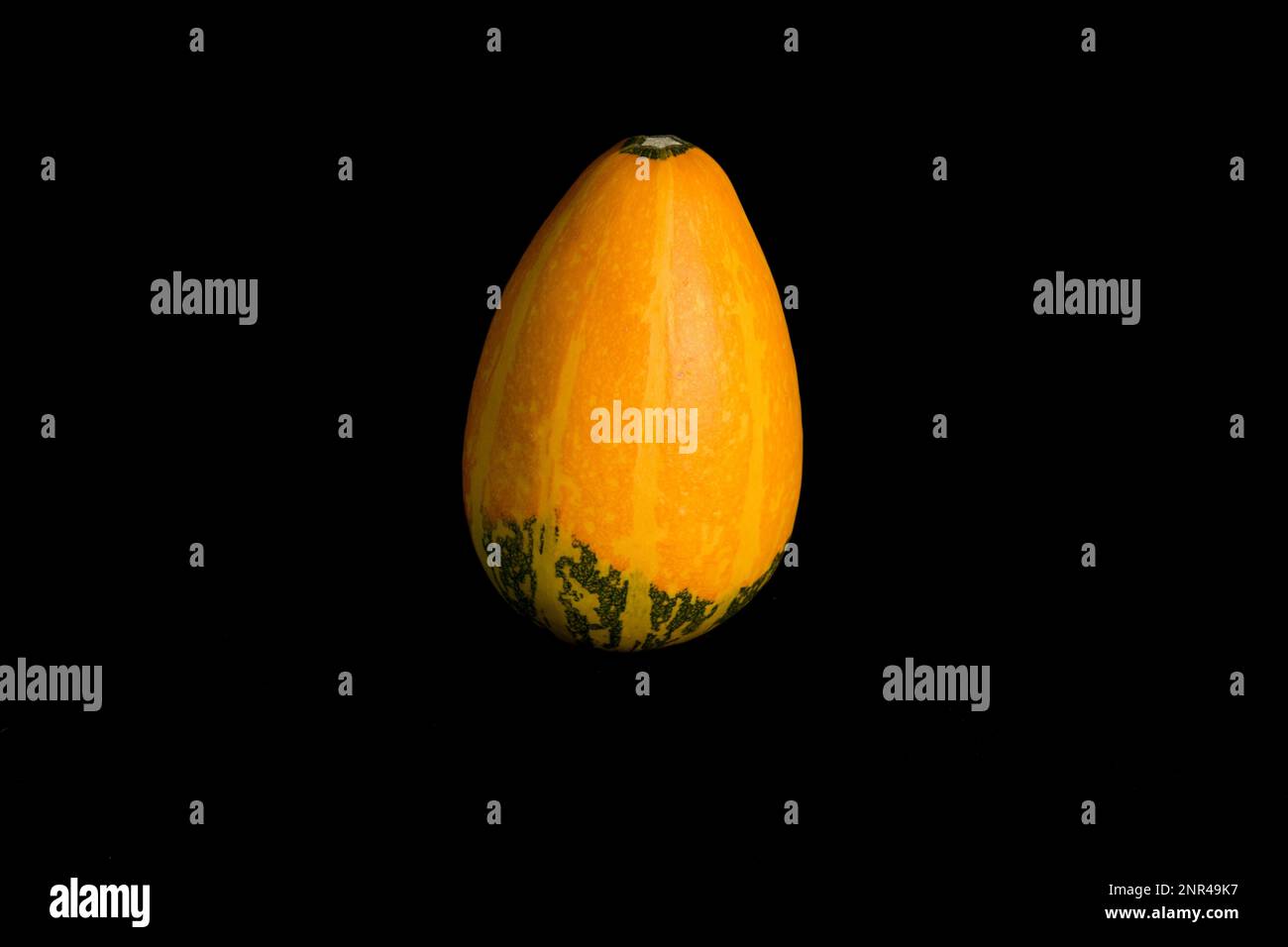 Farbenfroher Kürbis auf schwarzem Hintergrund. Im Studio Stockfoto