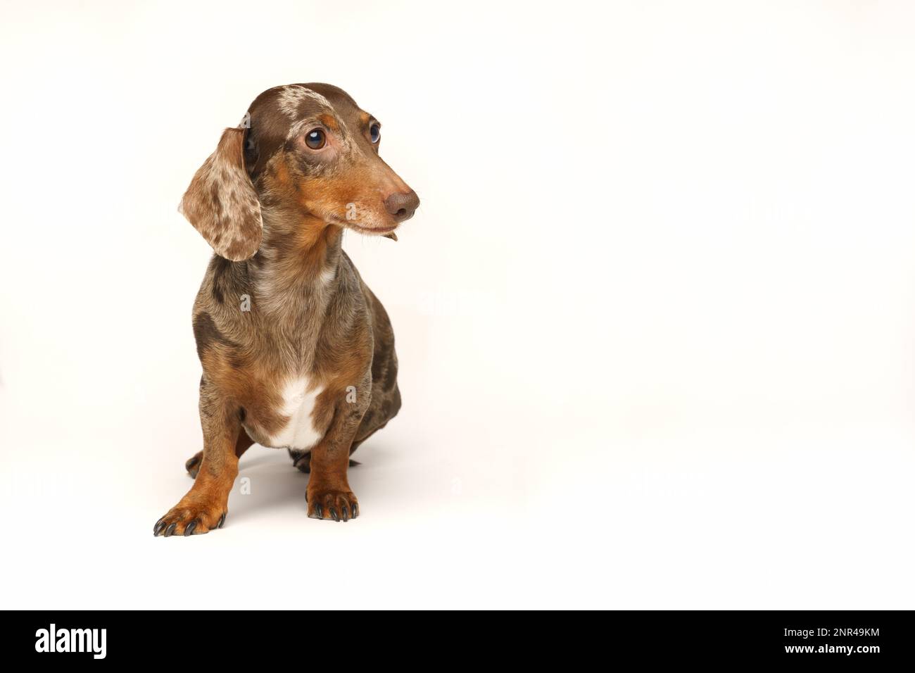 Miniatur-Hasen-Dackel, Marmormantel. Isoliert auf weißem Hintergrund im Studio Stockfoto