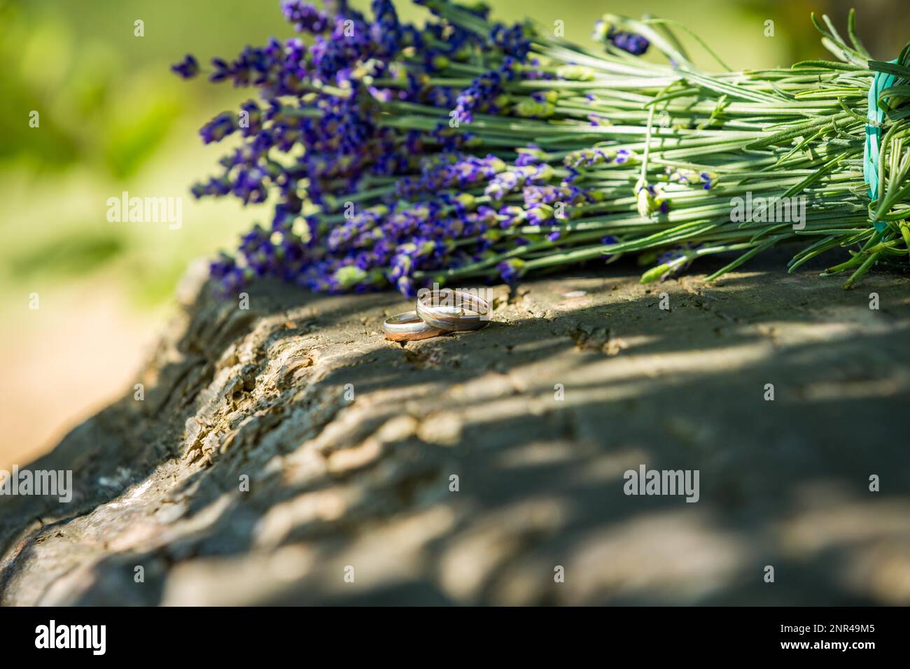 Ein Haufen Lavendel liegt auf einem Stein mit Ringen Hochzeit liegt daneben. Lavendelfeld in Polen Stockfoto