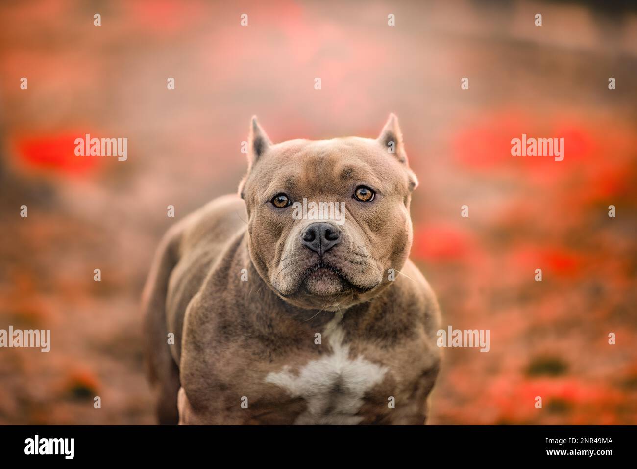 American Pit Bull Terrier, verschwommener Hintergrund Stockfoto