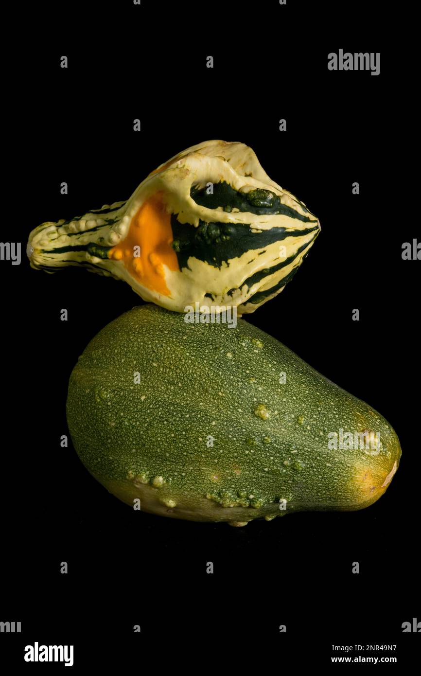 Farbenfroher Kürbis auf schwarzem Hintergrund. Im Studio Stockfoto