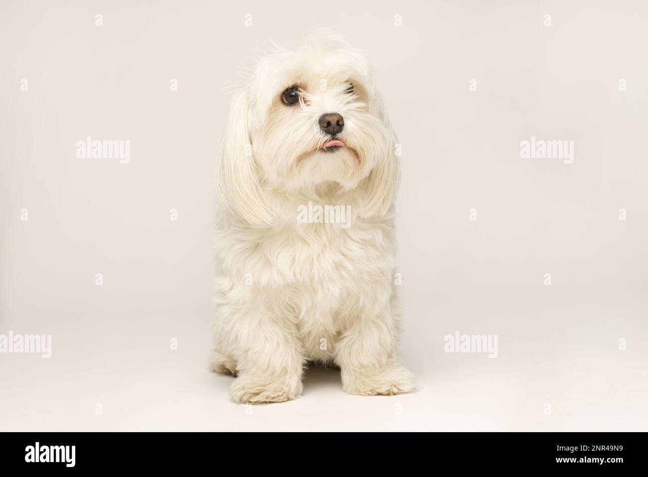 Wunderschönes weißes Bichon Maltesisch isoliert auf weißem Hintergrund im Studio Stockfoto