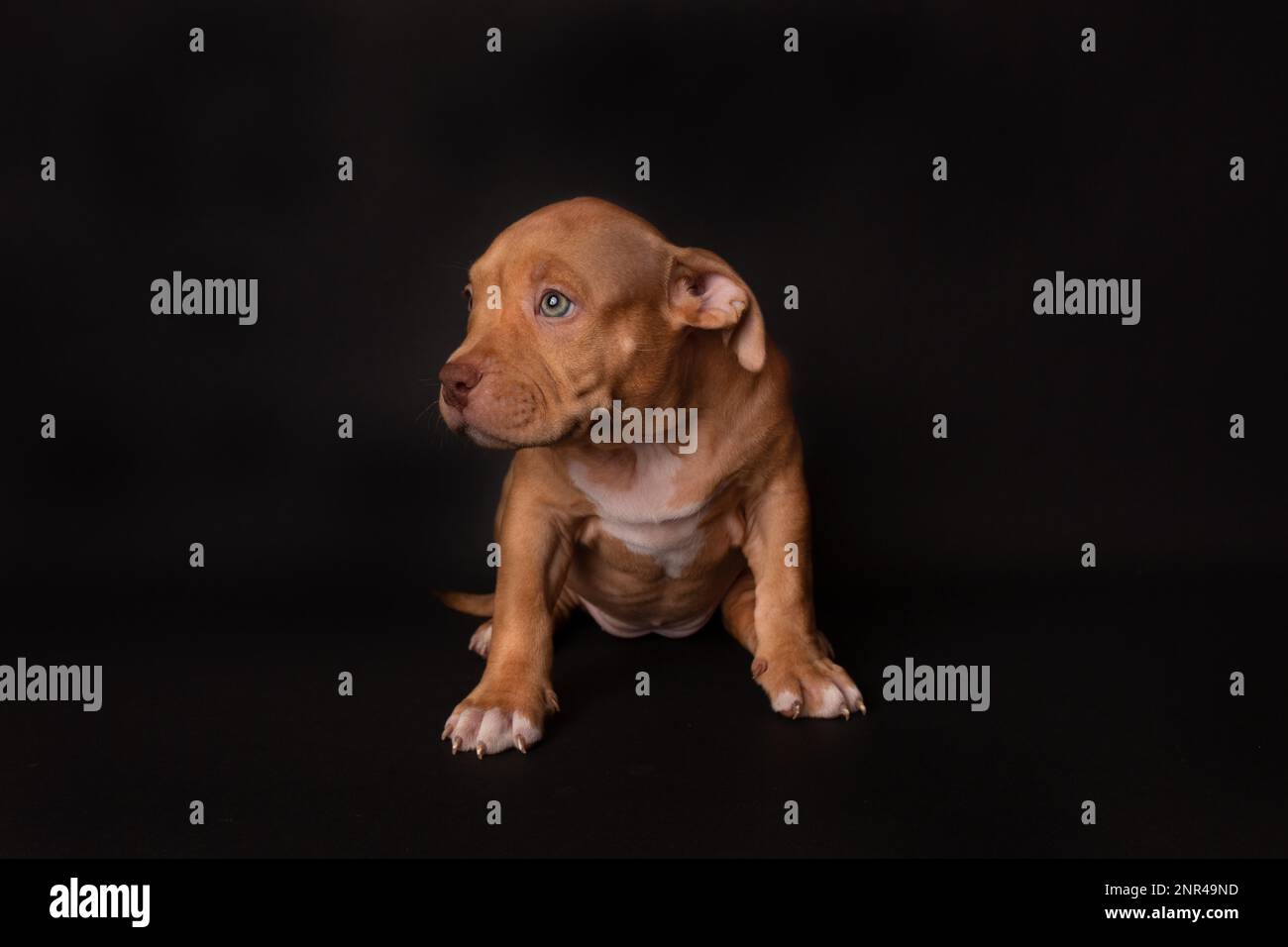 Der Welpe American Pit Bull Terrier sitzt auf schwarzem Hintergrund im Studio Stockfoto