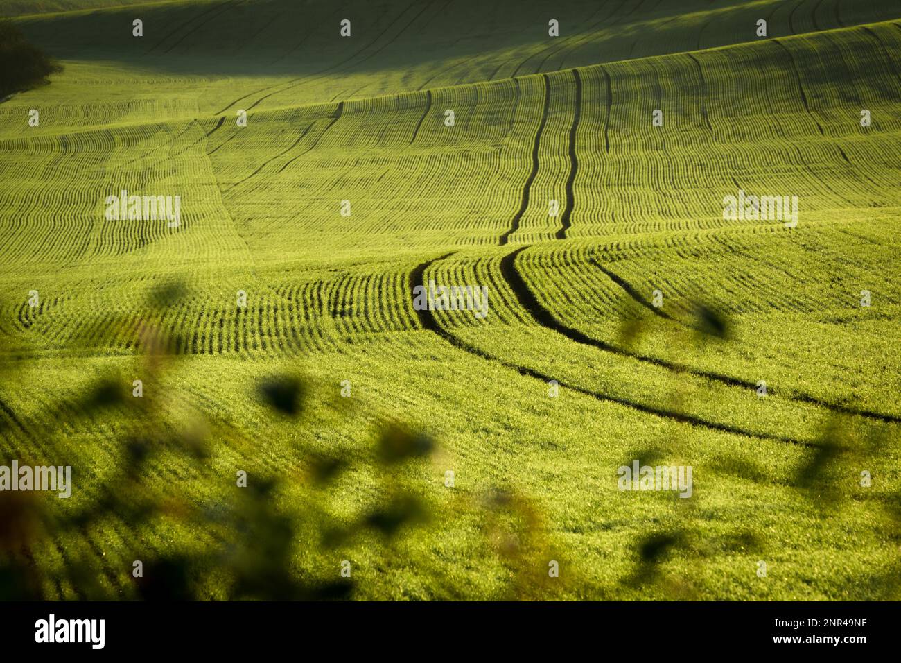 Wunderschöne grüne tschechische mährische Felder bei Sonnenaufgang Stockfoto