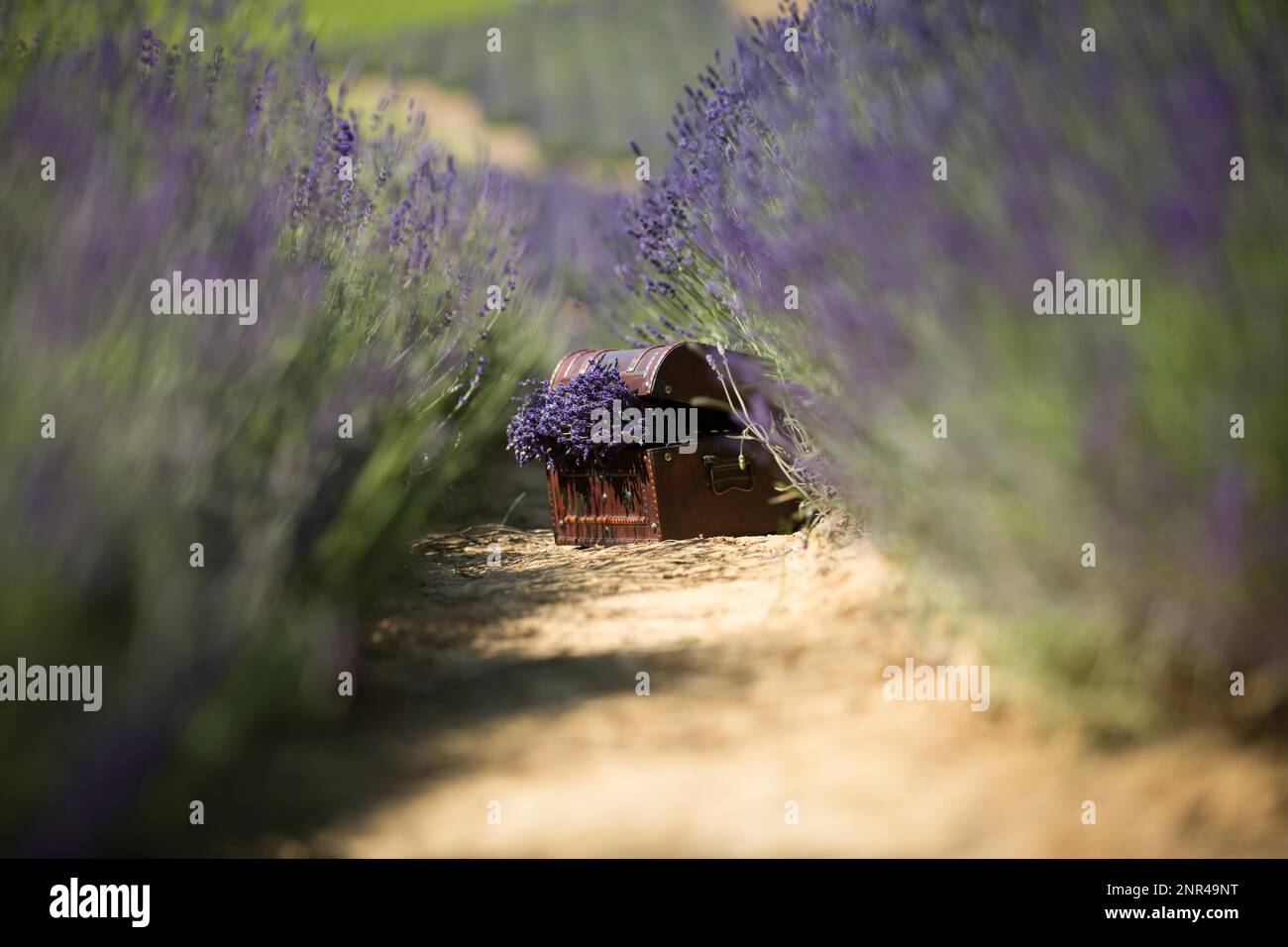 Eine Holzkiste mit einem Haufen frisch geernteter Lavendel auf den Lavendelfeldern. Lavendelfeld in Polen Stockfoto