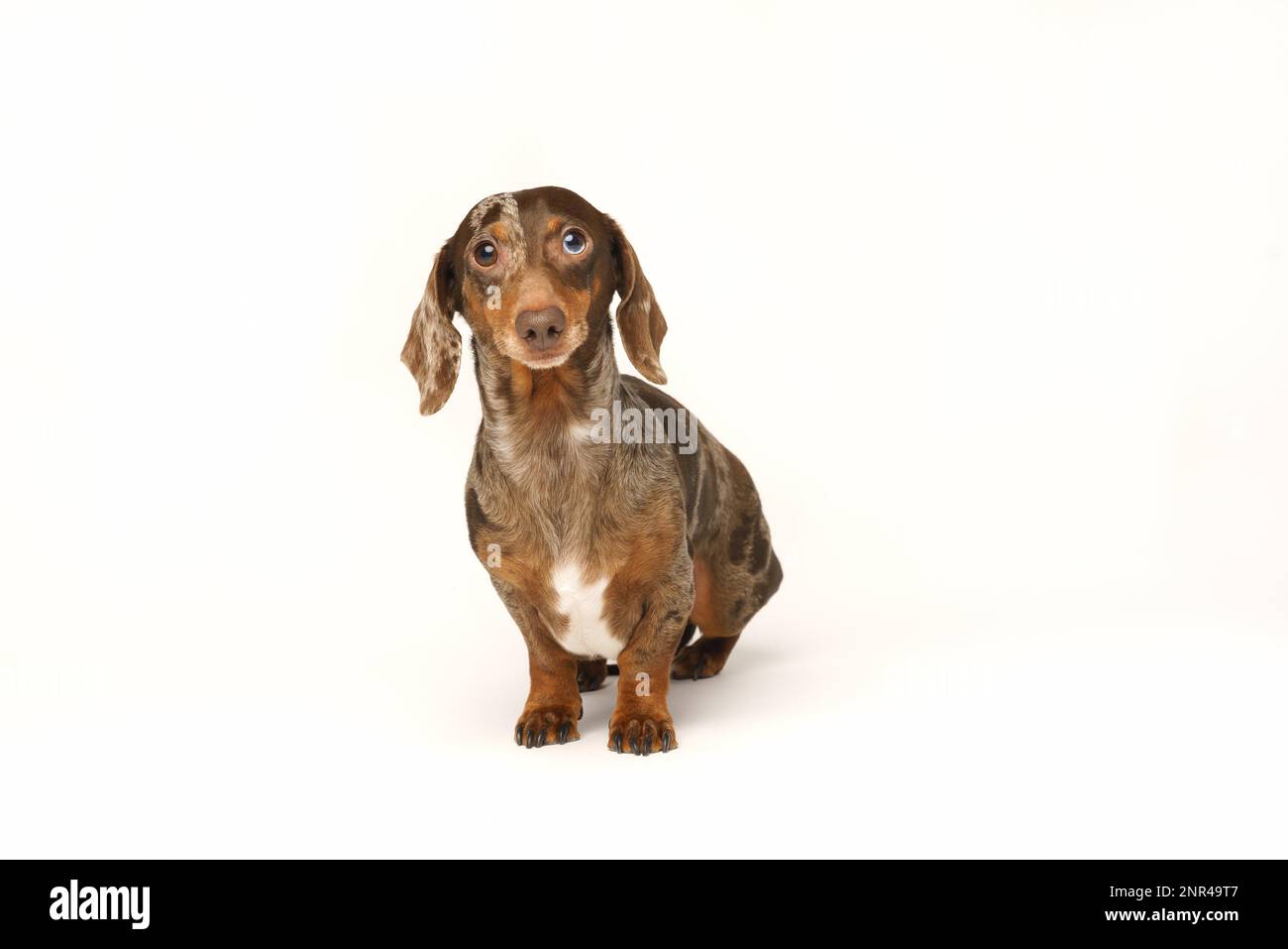 Miniatur-Hasen-Dackel, Marmormantel. Isoliert auf weißem Hintergrund im Studio Stockfoto