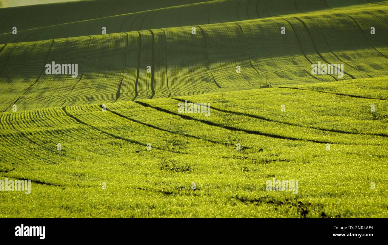 Ein wunderbarer Morgen auf den mährischen Feldern im Herbst. Schöne Farben. Tschechische republik, Mährisch, Tschechische republik Stockfoto