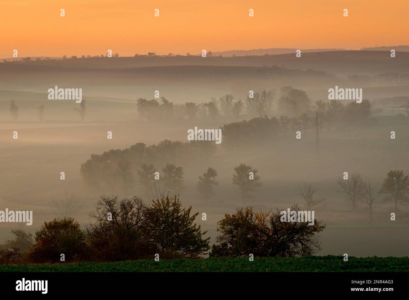Wunderschöne mährische Felder mit Alleen von Bäumen, die von Morgennebel umgeben sind. Tschechische republik, Mährisch, Tschechische republik Stockfoto