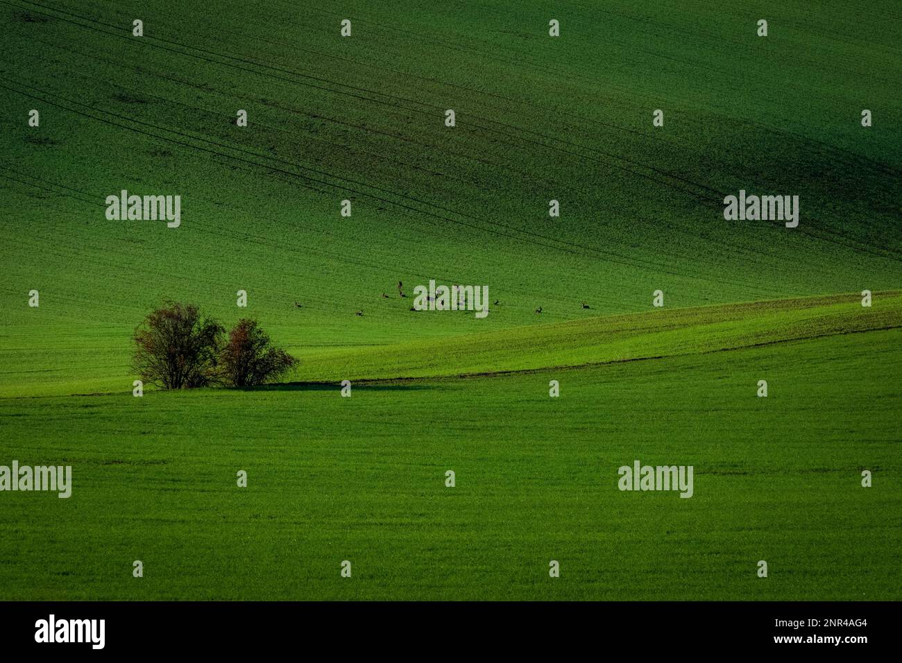 Hirsche auf den grünen tschechischen mährischen Feldern. Tschechische republik, Mährisch, Tschechische republik Stockfoto