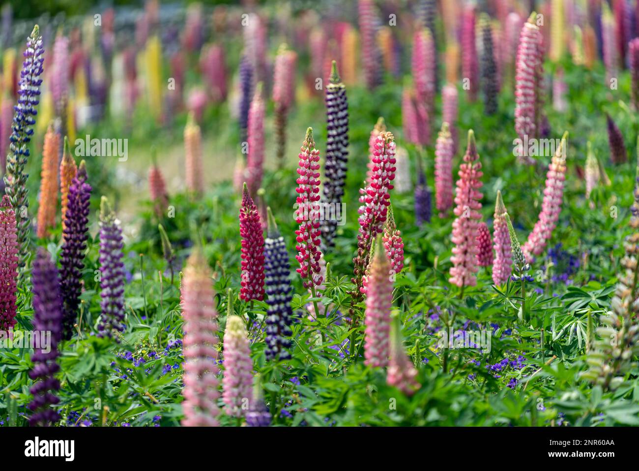 Nabana No Sato – einer der größten und beliebtesten Blumenparks Japans, einschließlich der berühmten Indoor Begonia Gardens und der farbenfrohen Lupinen. Stockfoto