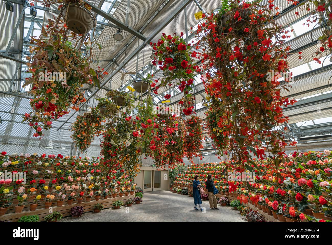 Zwei japanische Frauen bewundern die Blumen und Hängekörbe im „Begonia Gardens“ im Blumenpark Naban No Sato, Kuwana, Mie, Japan. Stockfoto