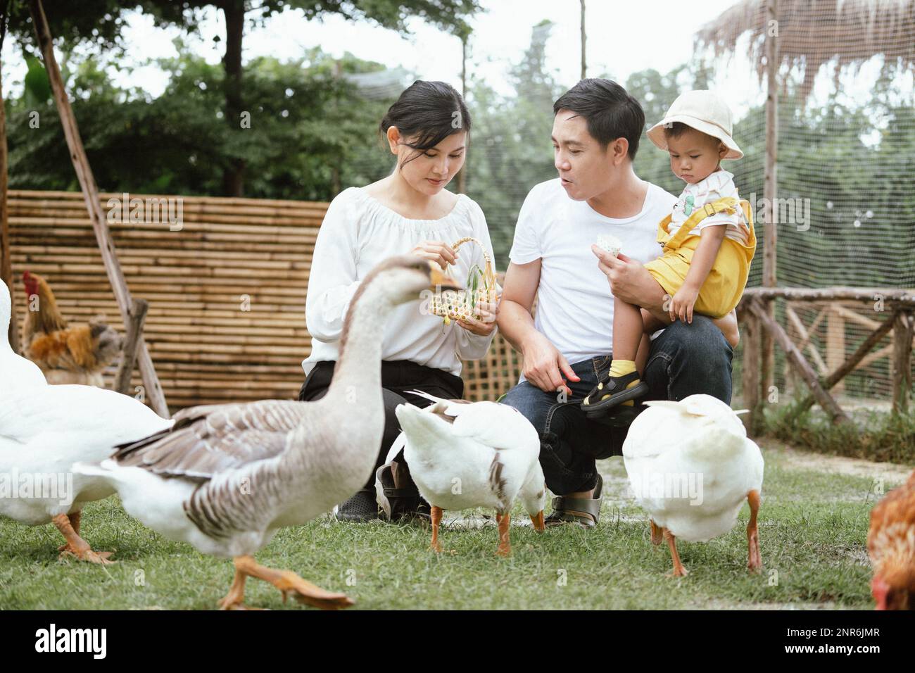 Asiatische Familien mit Mutter, Vater und Sohn füttern gerne Gemüse an Enten und Gänse auf einem öffentlichen Bauernhof und sie sehen glücklich aus, zusammen mit mir zu arbeiten Stockfoto
