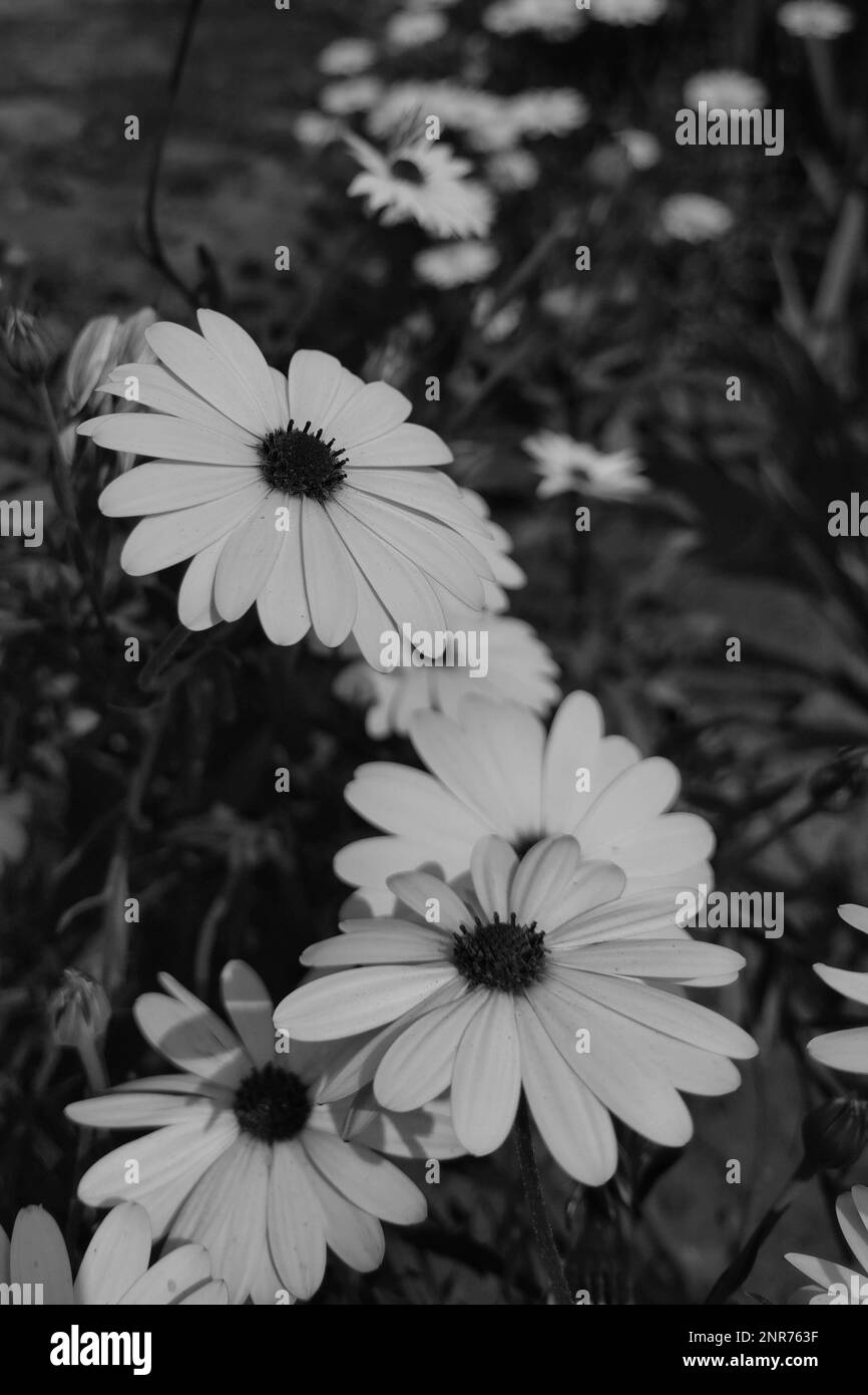 Die weiße Sonnenblume im Schwarzweißfilter. Stockfoto