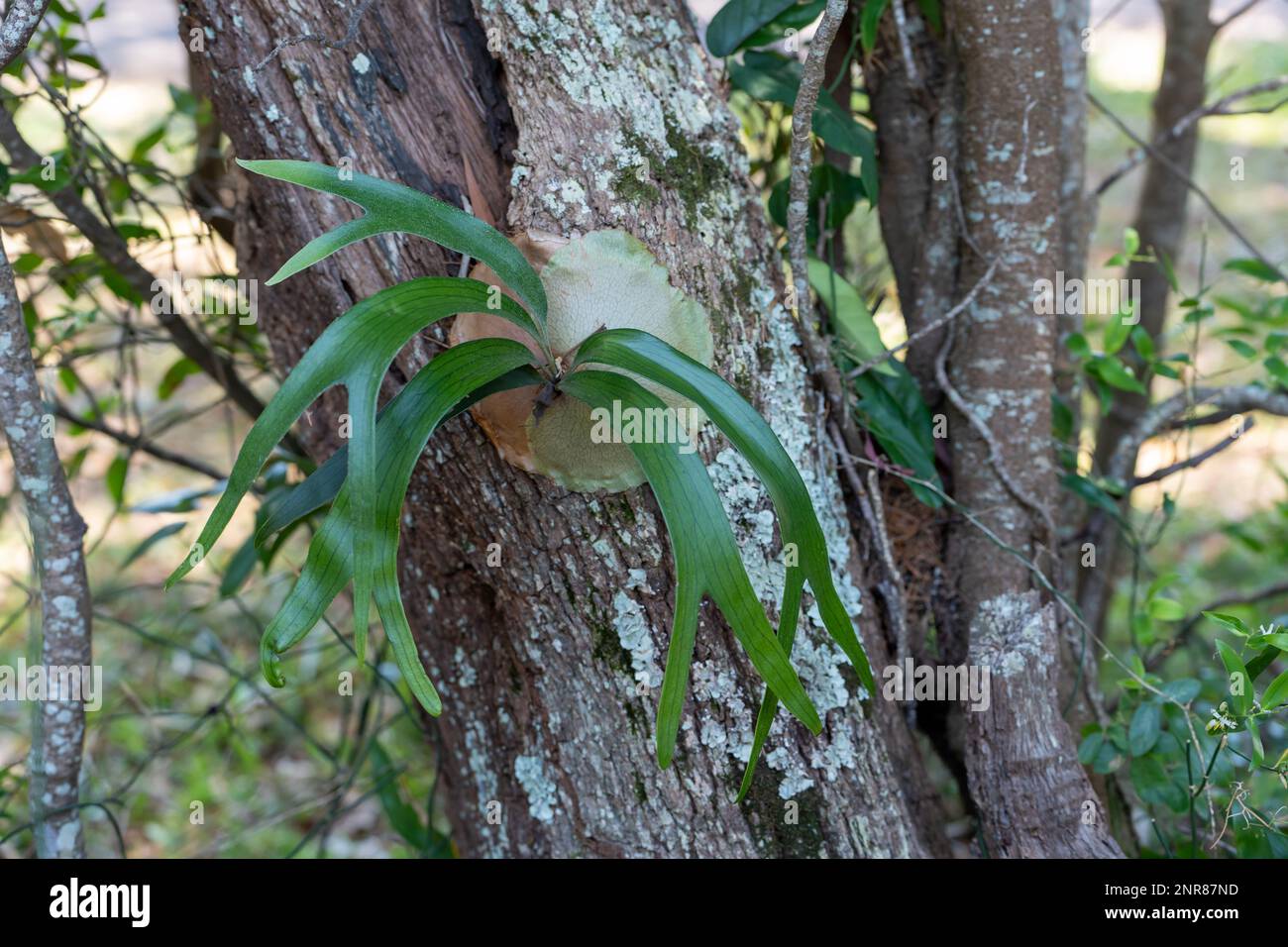 Ein Staghornfarn auf einem Baumstamm Stockfoto