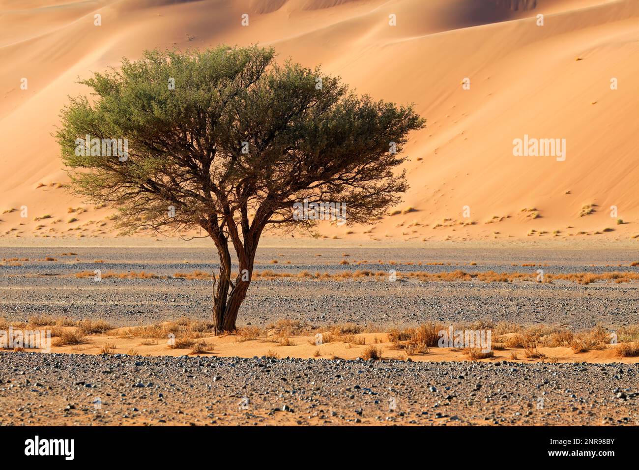 Wüstenlandschaft mit Dornbaum, Sossusvlei, Namib Wüste, Namibia Stockfoto
