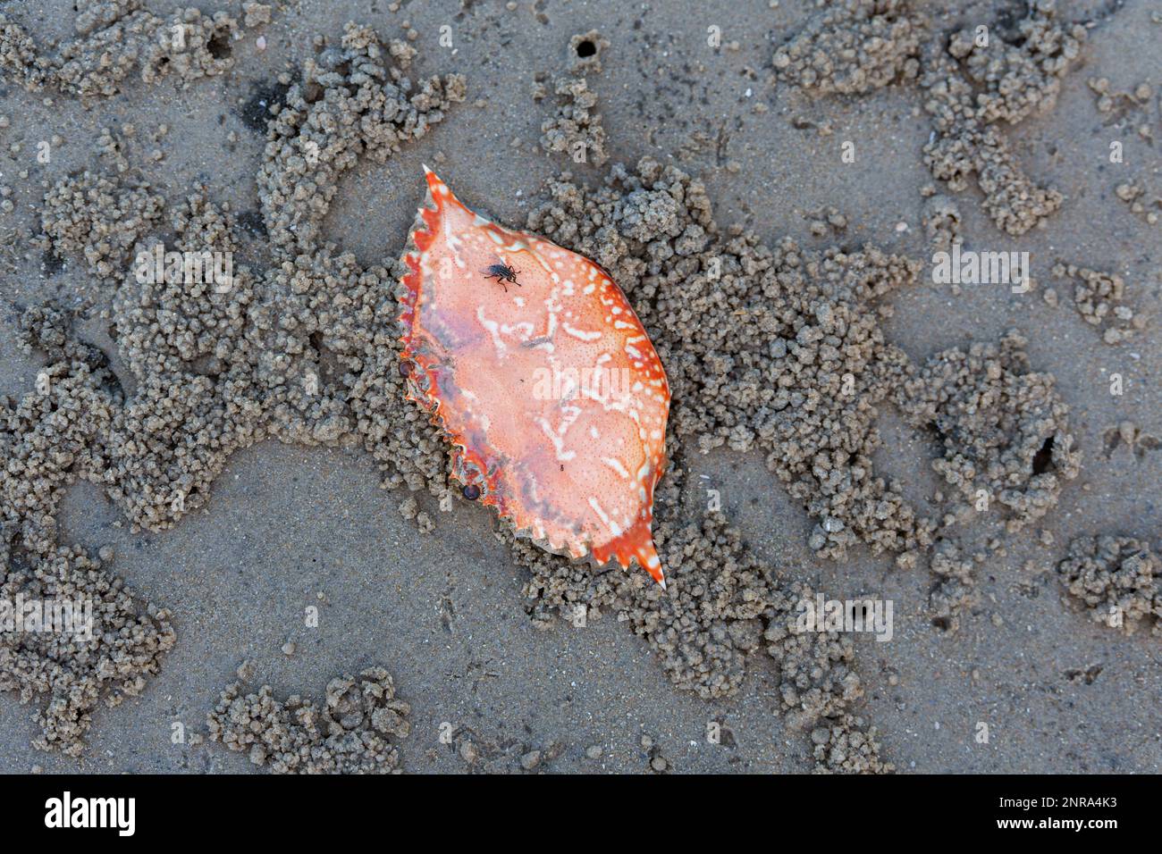 Fliegen Sie auf der orangefarbenen Muschel einer gekochten Sandkrabbe am Strand von Coochiemudlo Island Stockfoto