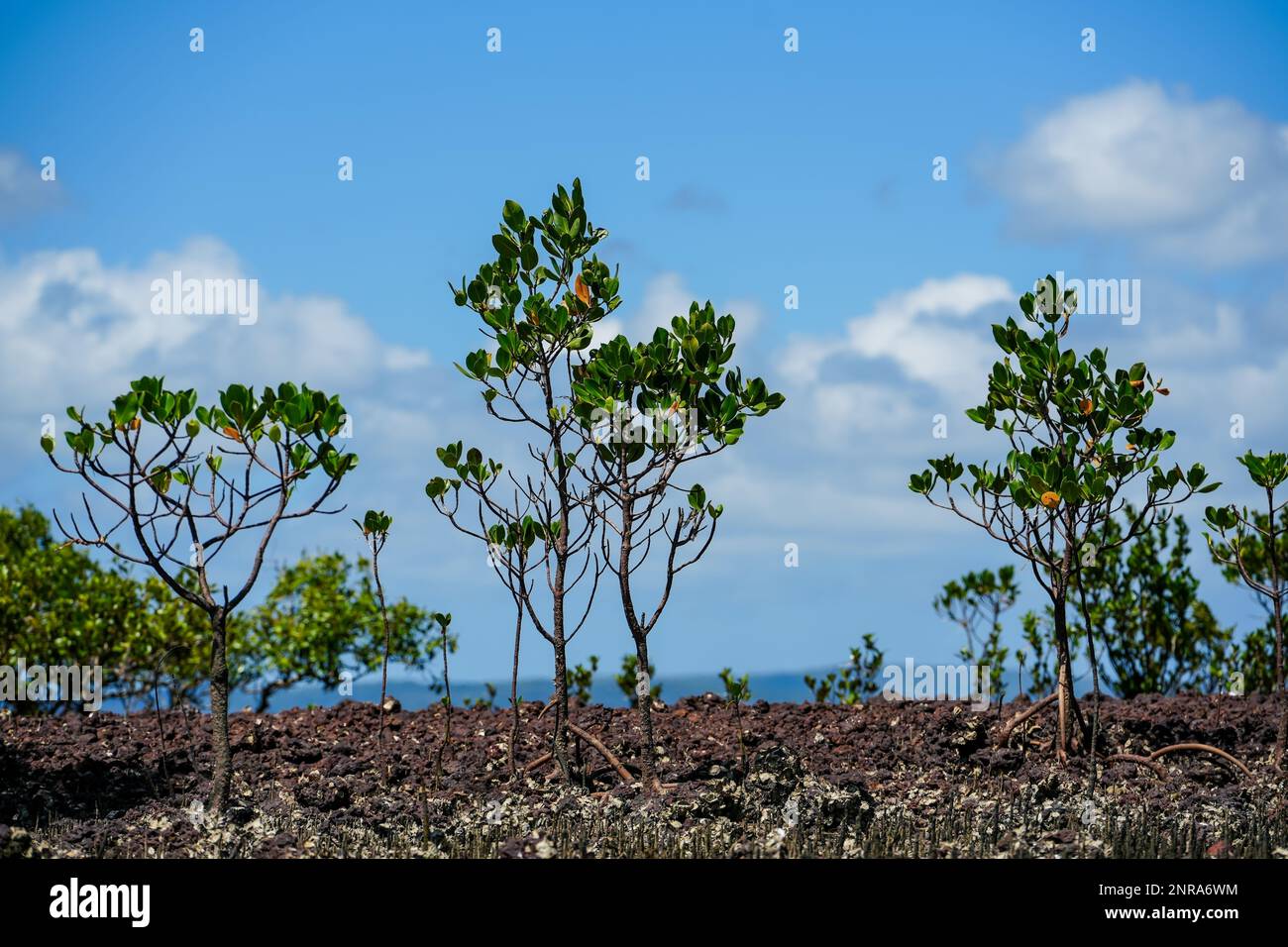 Blicken Sie durch junge Mangrovenbäume auf Coochiemudlo Island Tags, nach Stradbroke Island am Horizont und einen ziemlich bewölkten Himmel. Stockfoto