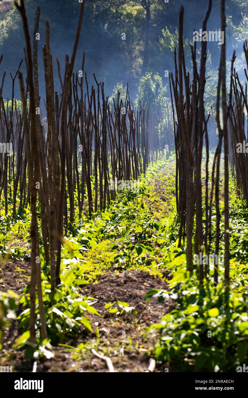 Anbau von Langbohnen-Gemüse auf Masten auf Reisfeldern zur Steigerung der landwirtschaftlichen Produktion Stockfoto