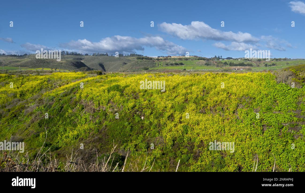 Kleine Hügel mit blühenden gelben Senfblumen. Stockfoto