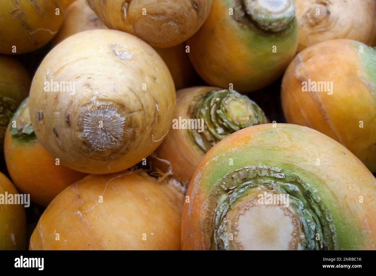 Nahaufnahme eines Stapels goldener Rübenbälle zum Verkauf an einem Marktstand. Stockfoto