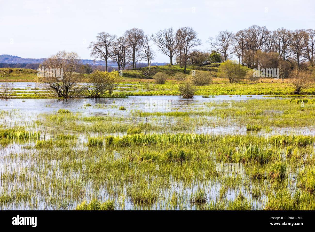 Überflutetes Feuchtgebiet in wunderschöner landschaftlicher Landschaft im Frühling Stockfoto