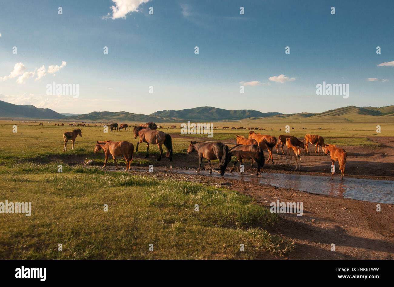 Pferde waten am späten Nachmittag auf den mongolischen Steppen in Bulgun aimag über einen Bach Stockfoto