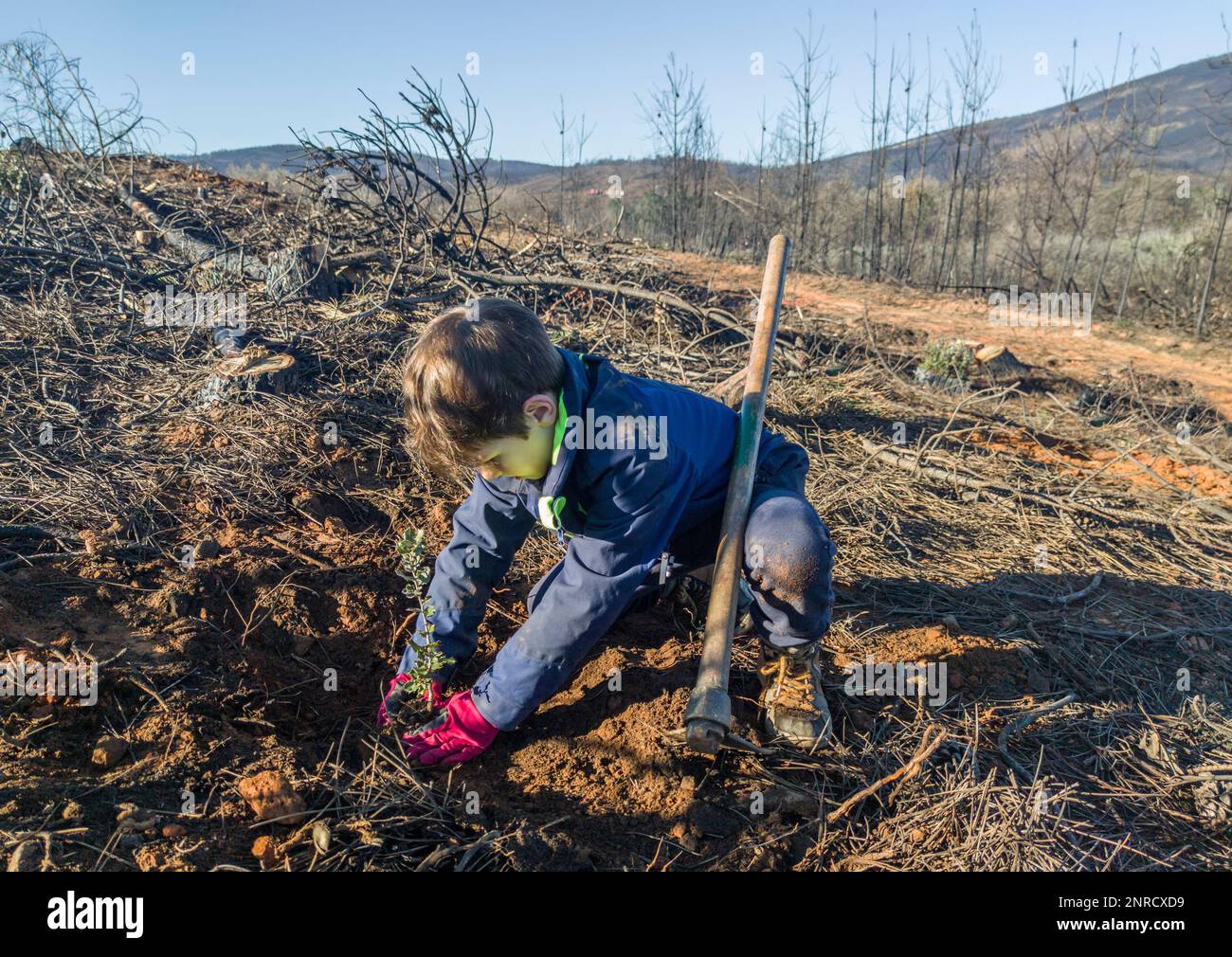 Ein Junge, der eine Steineichen-Wurzelkugel pflanzt. Wiederaufstockung ehemaliger Wälder, die durch einen Waldbrand zerstört wurden Stockfoto