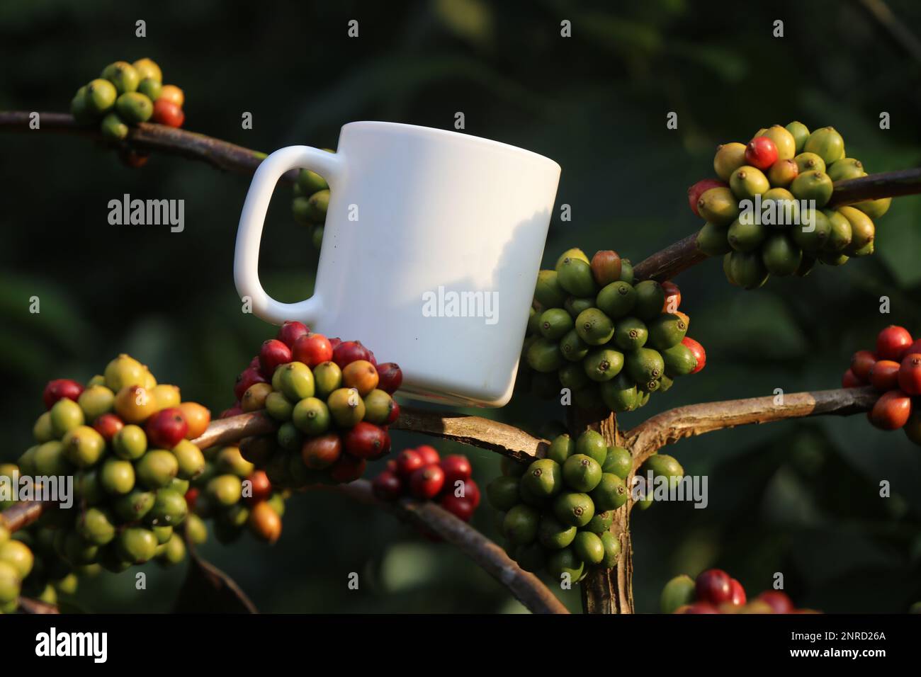 Kaffeebohnen wachsen auf einer Kaffeeplantage mit leerer Kaffeetasse auf der Pflanze und zeigen das Konzept des Rohprodukts für Getränke nach der Ernte Stockfoto