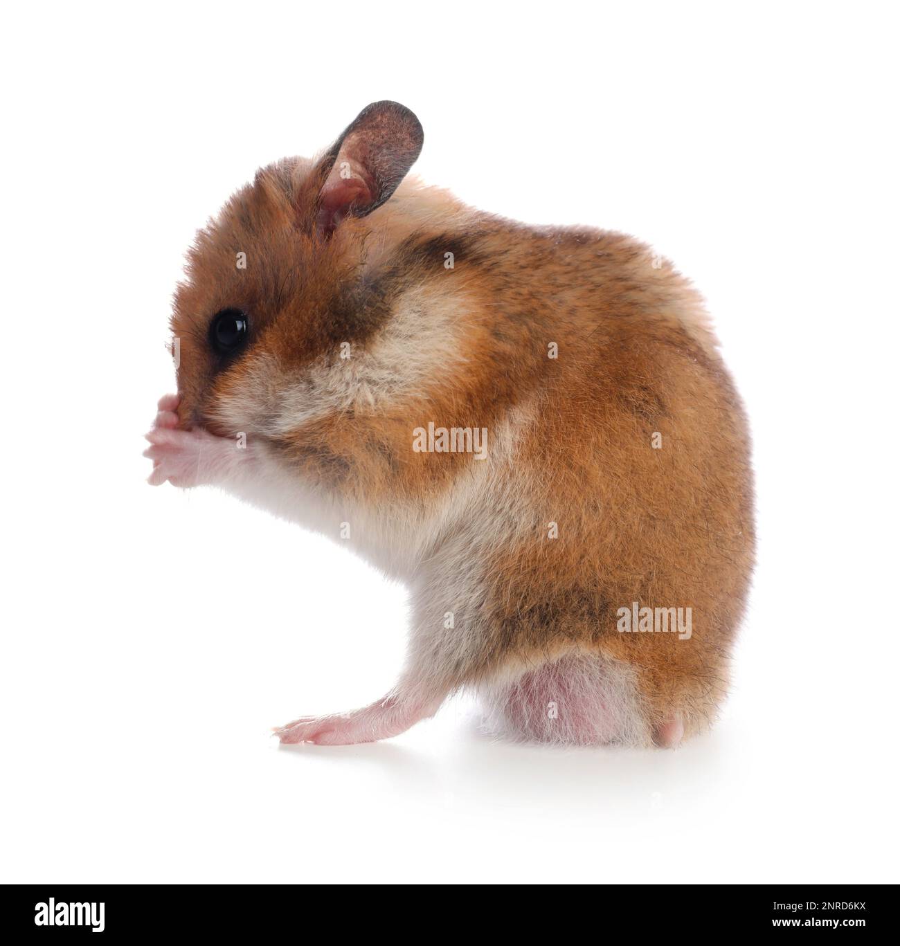 Süßer Hamster auf weißem Hintergrund. Hübsches Haustier Stockfoto