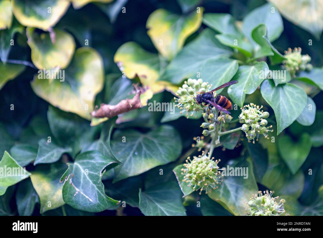 Die Asiatische Hornisse, auch bekannt als Gelbbbbeinhornisse (Vespa velutina), ist eine in Südostasien heimische Art der Hornisse. Sie ist als ein besorgniserregend Stockfoto