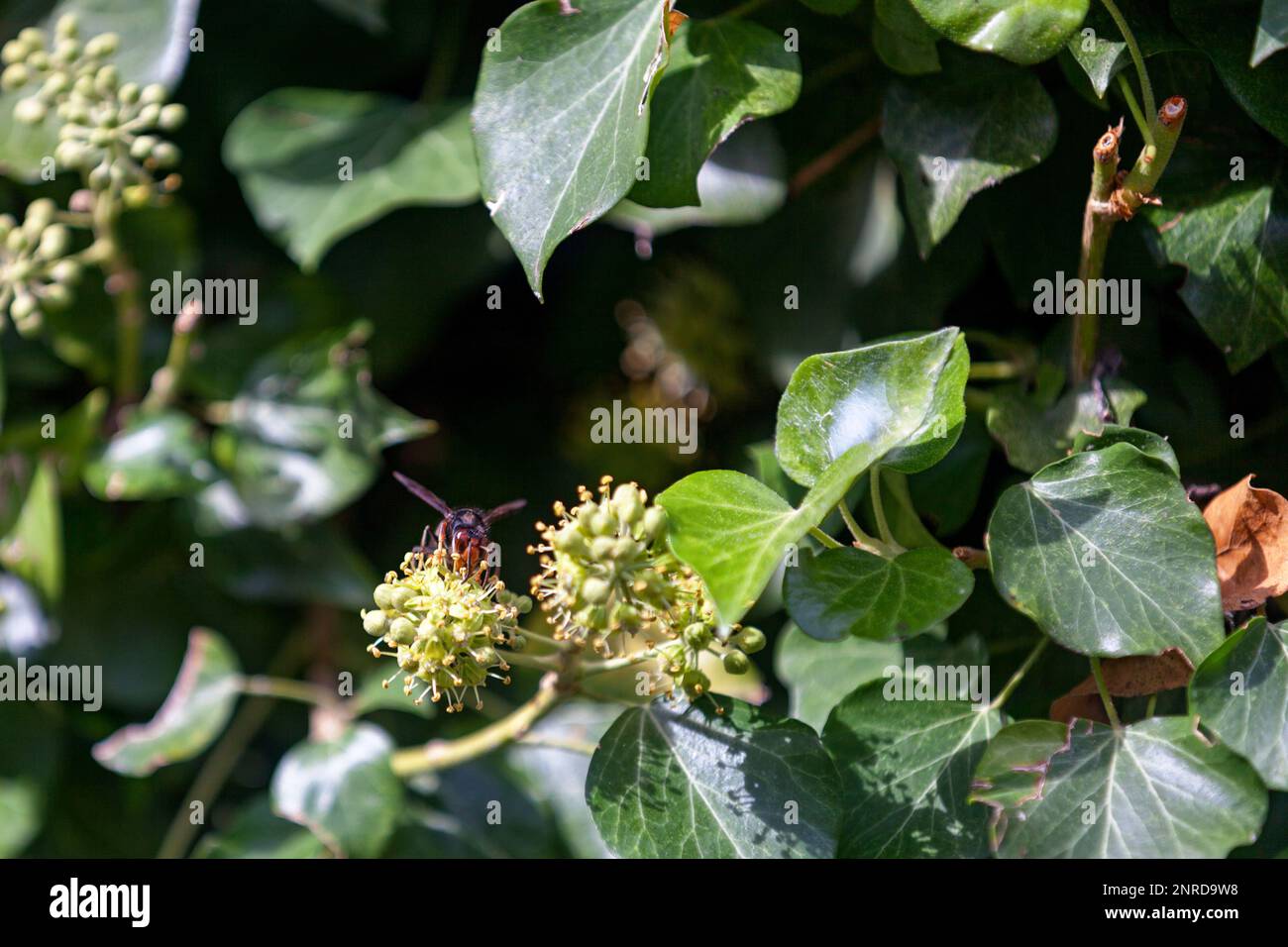 Die Asiatische Hornisse, auch bekannt als Gelbbbbeinhornisse (Vespa velutina), ist eine in Südostasien heimische Art der Hornisse. Sie ist als ein besorgniserregend Stockfoto