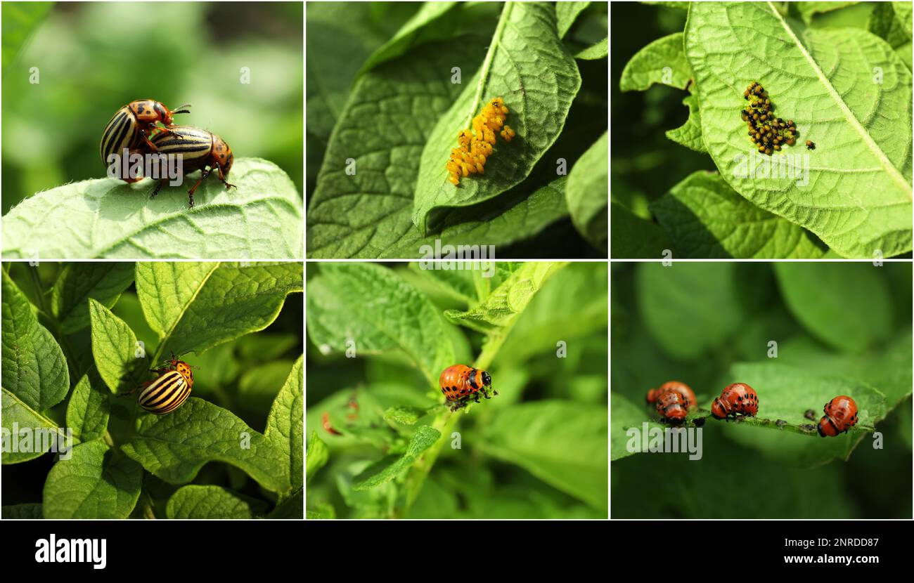 Collage mit verschiedenen Fotos von Colorado Kartoffelkäfern auf grünen Blättern Stockfoto