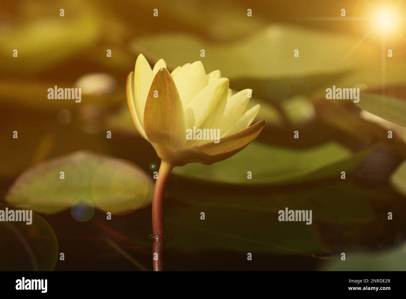 Schöne Lotus und Blätter auf dem Wasser, symbolische Blume im Buddhismus. Indische Religion Stockfoto