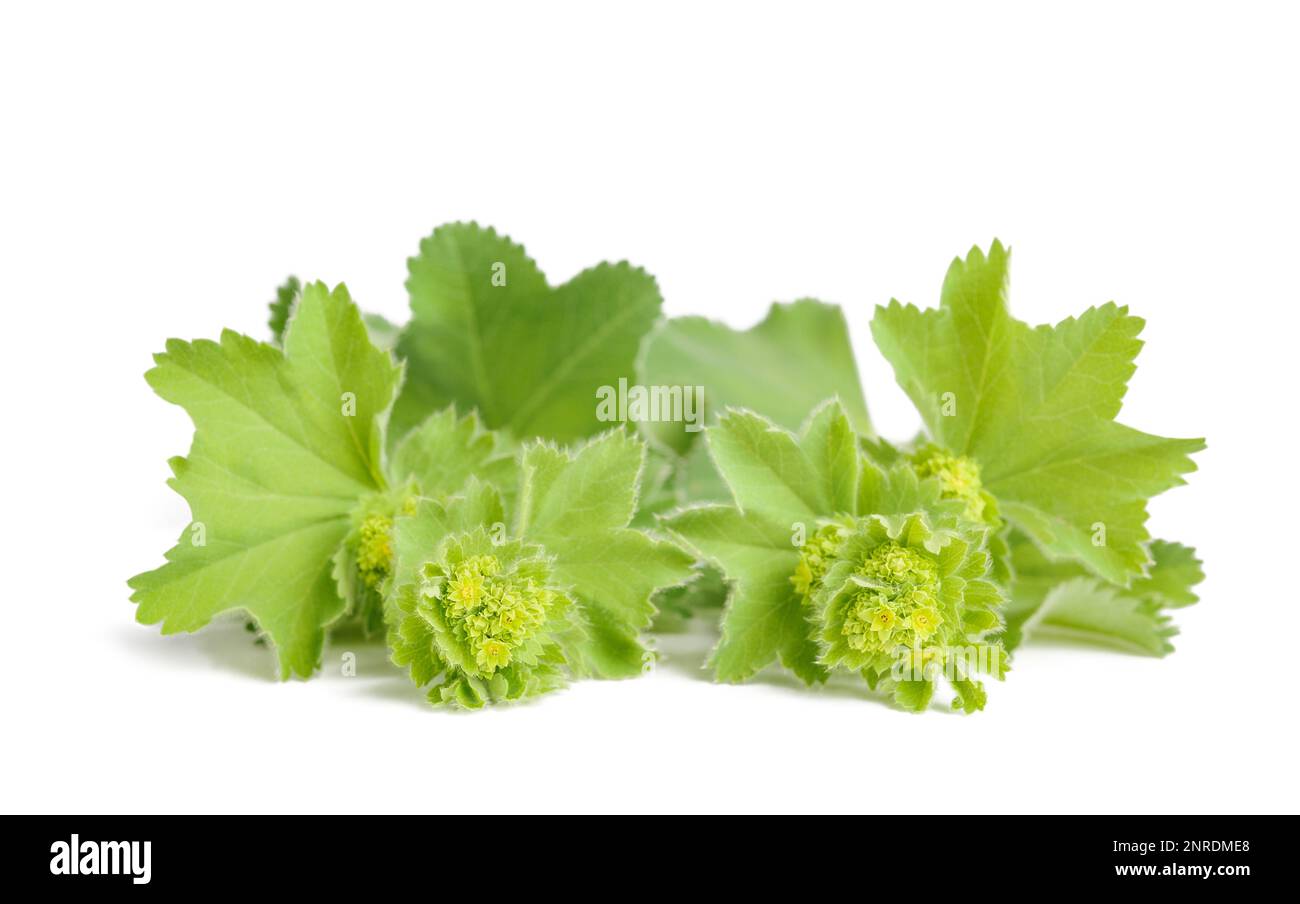 Lady's Mantle Pflanze mit Blumen isoliert auf weiß Stockfoto