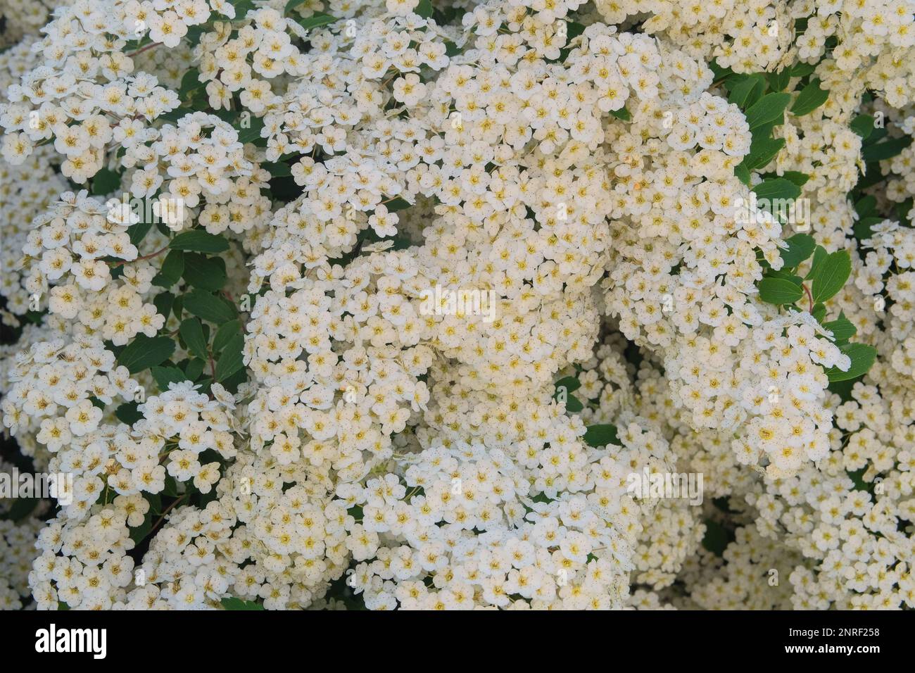Vogelkirschblüten. Landschaft und dekorativer Busch. Blumengarten. Weiße romantische Blumen. Stockfoto