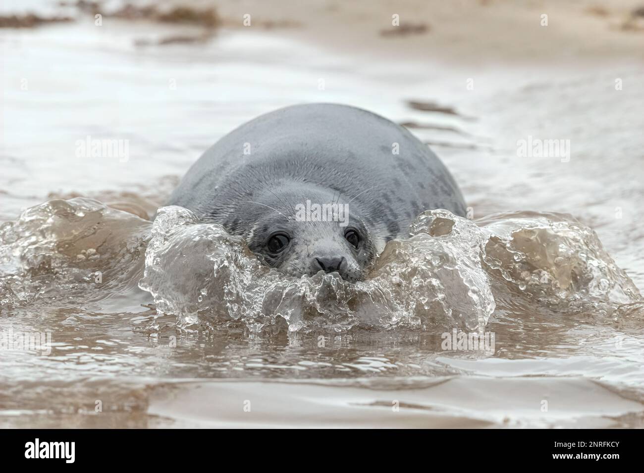Atlantic Grey Seal pup Stockfoto