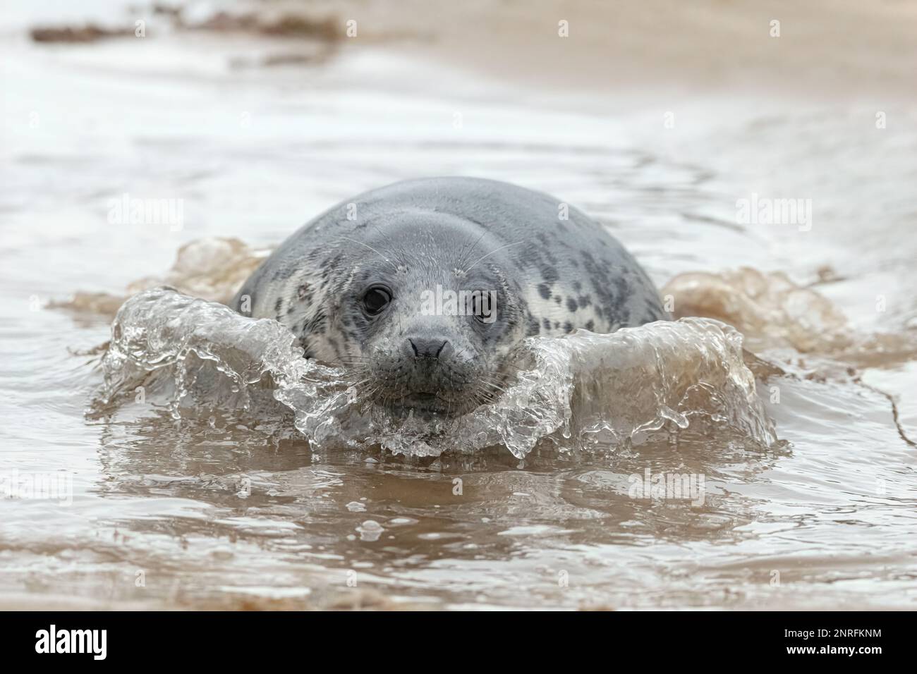 Atlantic Grey Seal, Halichoerus grypus, Welpen in 6 Wochen Schwimmen in einem Gezeitenbecken. Norfolk Januar Stockfoto