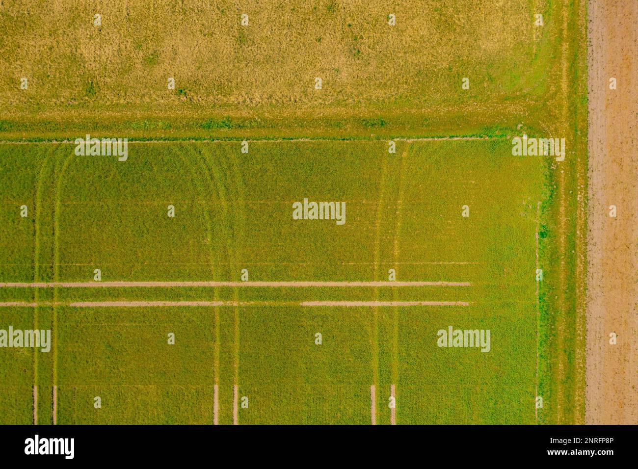 Grüne Felder eines landwirtschaftlichen Betriebs mit Traktorketten im Frühjahr, direkt von oben gesehen Stockfoto